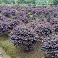 出售红花檵木球 耐修剪 花坛色篱盆景 城市美化绿化彩叶植物