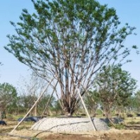 紫薇树***格 安徽红花紫薇树 自家苗圃出售