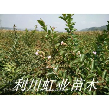 湖北恩施利川1米以上紫薇小苗紫薇种子(又名百日红)