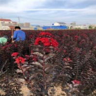 供应黑钻石紫薇 黑钻石紫叶丹红紫薇苗圃扦插苗及工程苗