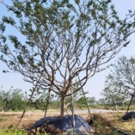 紫薇树价格 绿化优选紫薇树 基地直供小叶紫薇