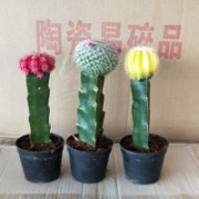 仙人球出口 Cactus 漳州多肉 Succulents 仙人掌种植出口基地