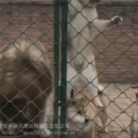 藏獒养殖基地围栏 犬舍铁丝护栏 狗窝菱形孔笼子 迅鹰美格防护栅栏厂家